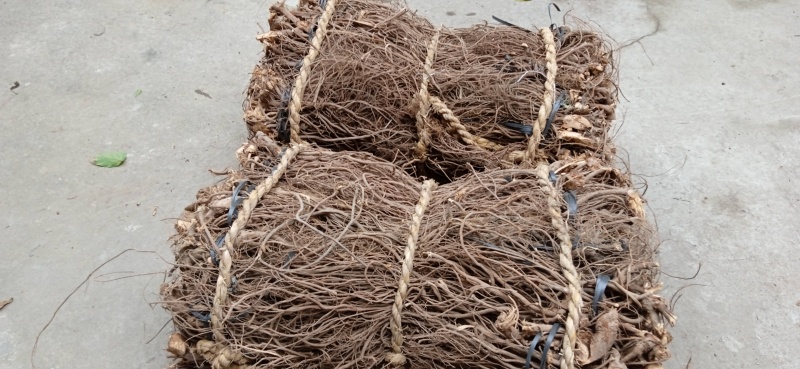 【热卖中】毒鱼藤根大量有货产地直发可对接全国