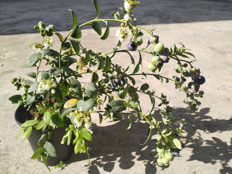 云南澄江蓝莓苗蓝莓树带花带果发货可落地配/整车批发/一件