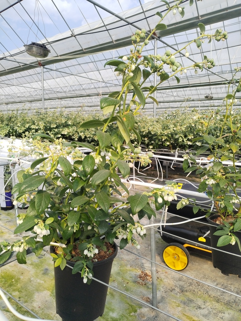 云南澄江蓝莓苗蓝莓树带花带果发货可落地配/整车批发/一件