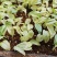 花叶姜苗庭院盆栽园林绿化植物彩色地被工程苗木