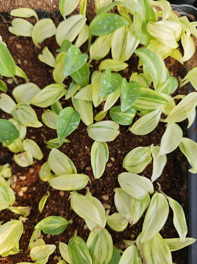花叶姜苗庭院盆栽园林绿化植物彩色地被工程苗木