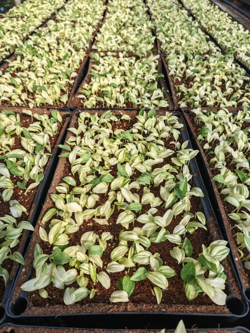 花叶姜苗庭院盆栽园林绿化植物彩色地被工程苗木