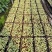 花叶姜苗庭院盆栽园林绿化植物彩色地被工程苗木