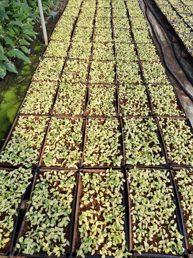 花叶姜苗庭院盆栽园林绿化植物彩色地被工程苗木