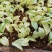 花叶姜苗庭院盆栽园林绿化植物彩色地被工程苗木