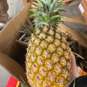 金钻凤梨产地直发好吃不贵品质保证对接全国客商欢迎致电