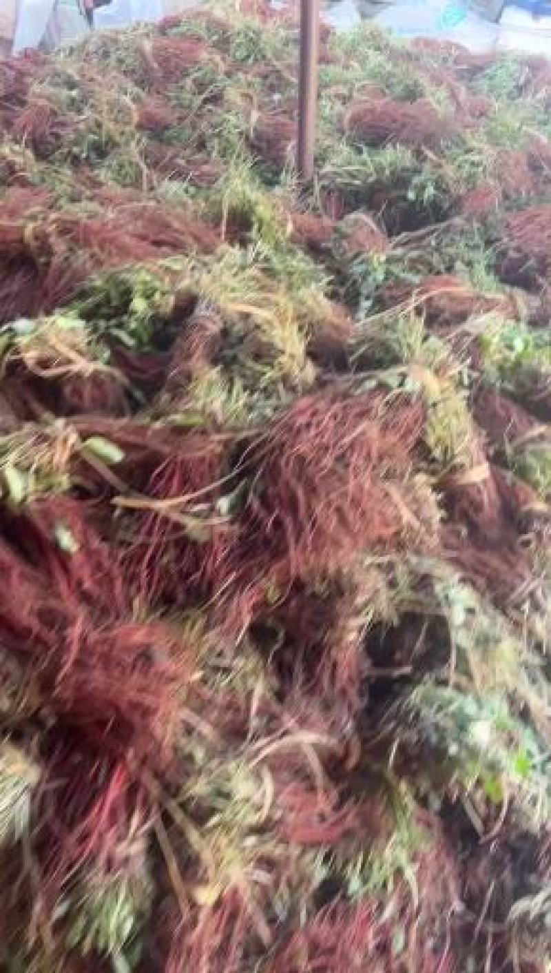 丹参苗子，中药材种植基地肓苗