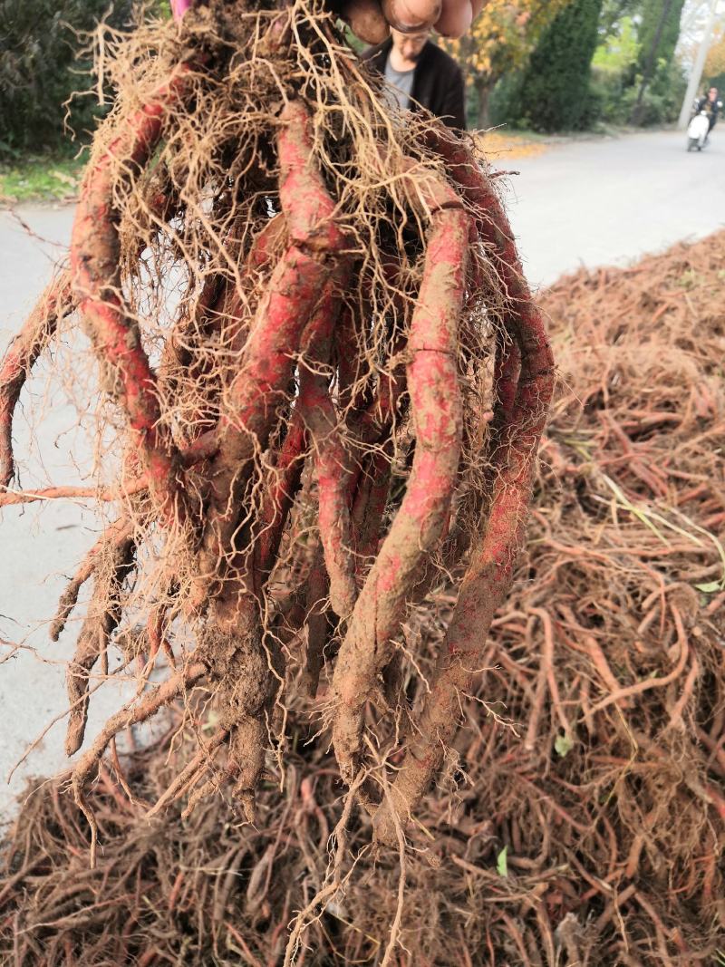 丹参苗子，中药材种植基地肓苗