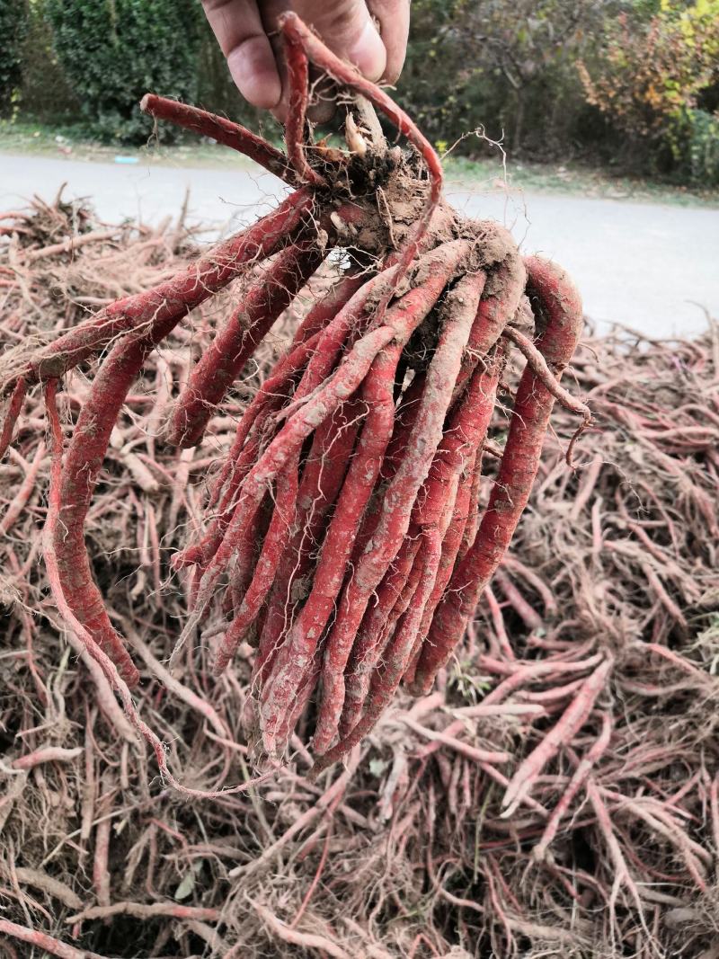 丹参苗子，中药材种植基地肓苗