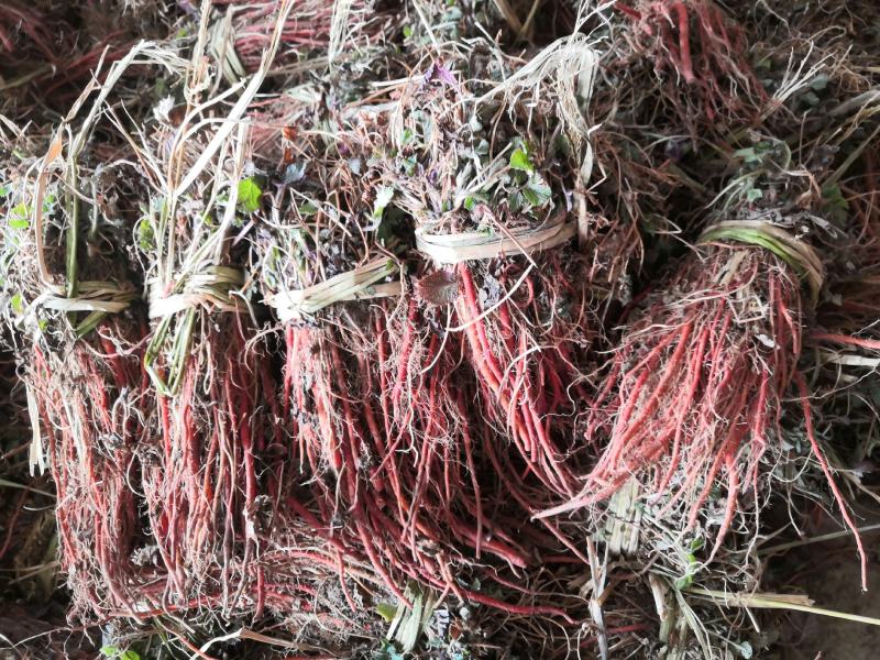 丹参苗子，中药材种植基地肓苗