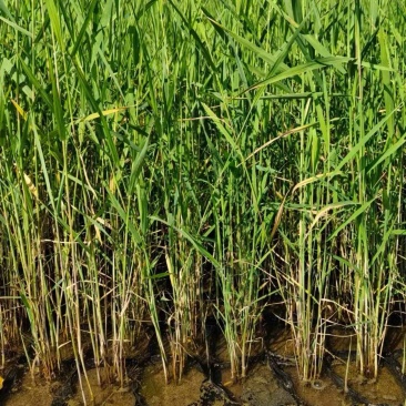 芦苇苗水生植物净化污水水质池塘绿化