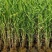 芦苇苗水生植物净化污水水质池塘绿化