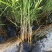 芦苇苗水生植物净化污水水质池塘绿化