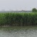 芦苇苗水生植物净化污水水质池塘绿化
