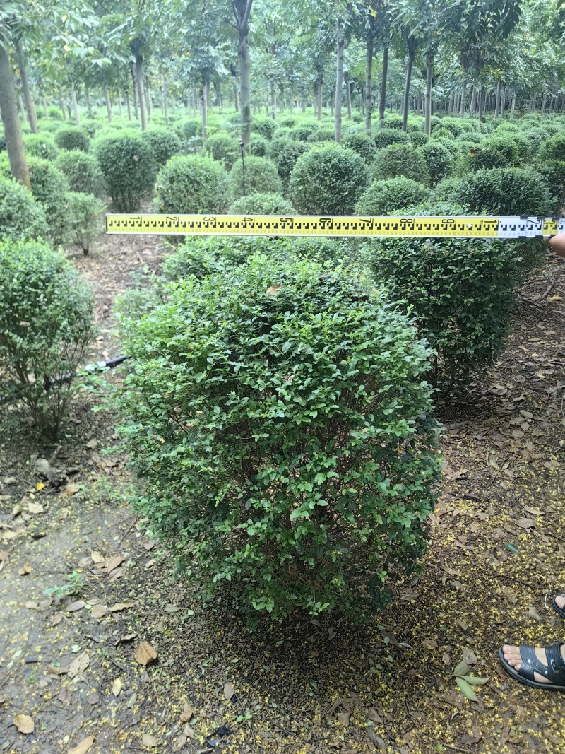 小叶女贞球基地直供球型饱满欢迎实地考察各种规格齐全