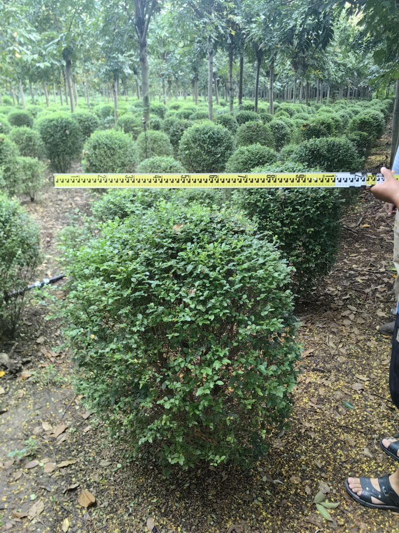 小叶女贞球基地直供球型饱满欢迎实地考察各种规格齐全