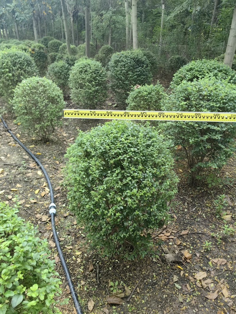 小叶女贞球基地直供球型饱满欢迎实地考察各种规格齐全