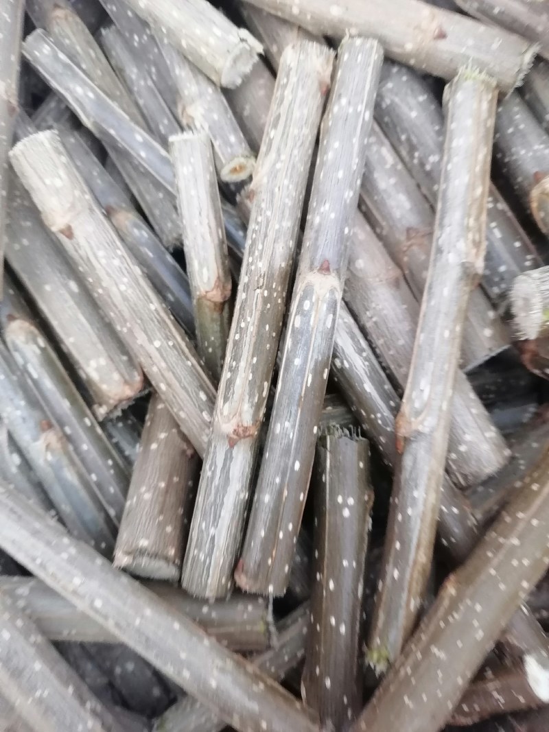 107速生杨仟插段
