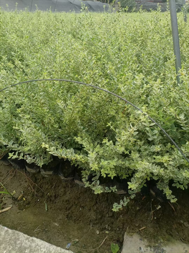 银姬小腊球基地直供球型饱满欢迎实地考察各种规格齐全