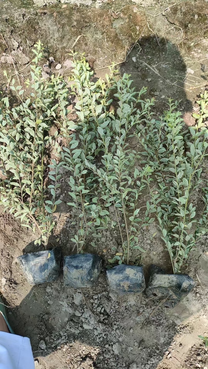 银姬小腊球基地直供球型饱满欢迎实地考察各种规格齐全