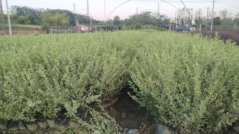 银姬小腊球基地直供球型饱满欢迎实地考察各种规格齐全