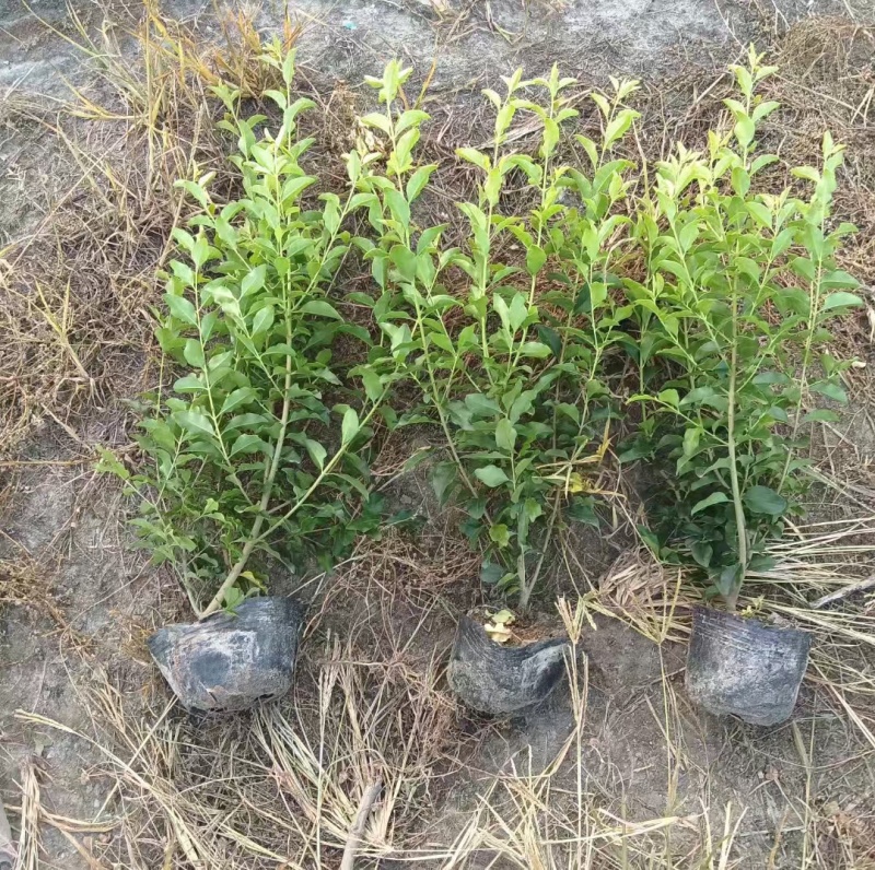 银姬小腊球基地直供球型饱满欢迎实地考察各种规格齐全