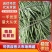 四川，精品，豆角王，无丝豆，每天供货2～6万斤