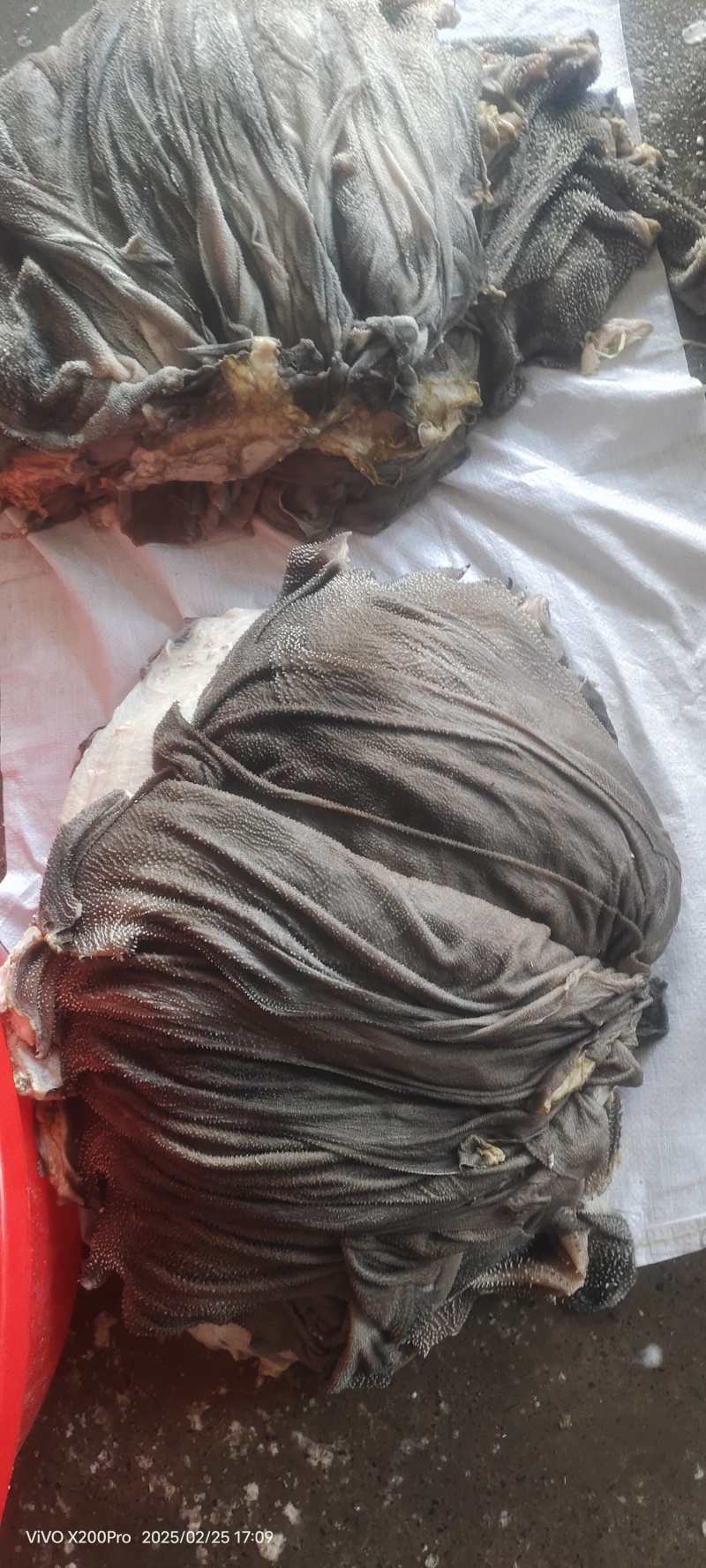 鲜毛肚，火锅食材纯干无油，牛百叶，欢迎进店选购
