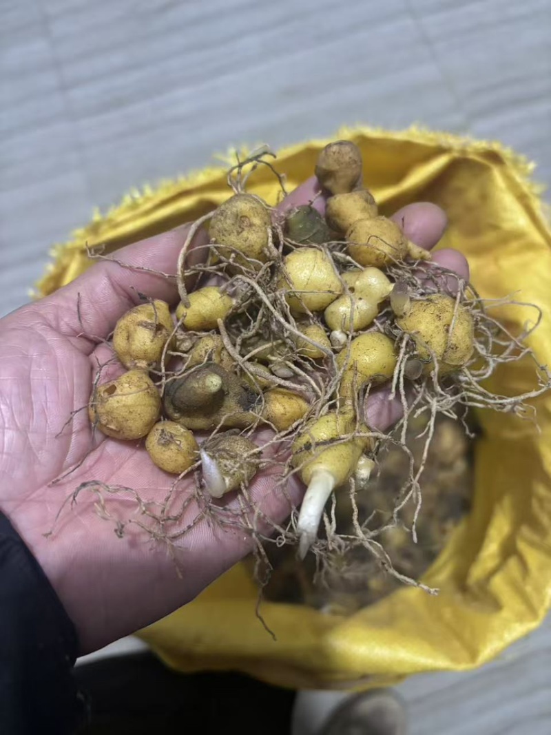 黄精一颗0.3元，300颗包邮