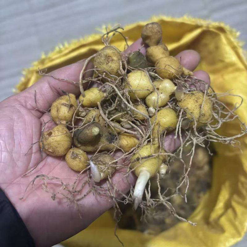 黄精一颗0.3元，300颗包邮