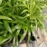袖珍椰子苗盆栽花卉室内观叶植物四季常青绿植椰子树苗