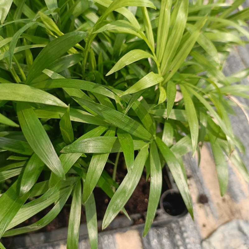 袖珍椰子苗盆栽花卉室内观叶植物四季常青绿植椰子树苗
