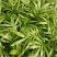 袖珍椰子苗盆栽花卉室内观叶植物四季常青绿植椰子树苗