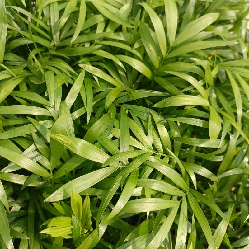 袖珍椰子苗盆栽花卉室内观叶植物四季常青绿植椰子树苗