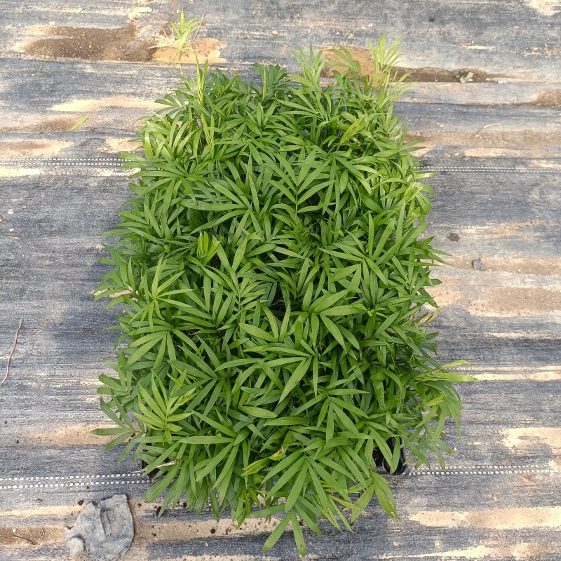 袖珍椰子苗盆栽花卉室内观叶植物四季常青绿植椰子树苗