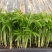 袖珍椰子苗盆栽花卉室内观叶植物四季常青绿植椰子树苗