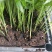 袖珍椰子苗盆栽花卉室内观叶植物四季常青绿植椰子树苗