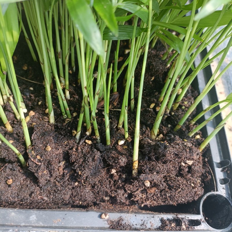 袖珍椰子苗盆栽花卉室内观叶植物四季常青绿植椰子树苗