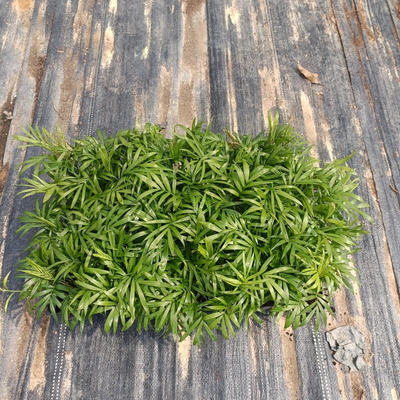 袖珍椰子苗盆栽花卉室内观叶植物四季常青绿植椰子树苗