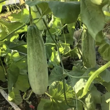 嫁接直杆羊角蜜博洋9博洋72系列品质保证