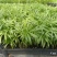 袖珍椰子苗盆栽花卉室内观叶植物四季常青绿植椰子树苗