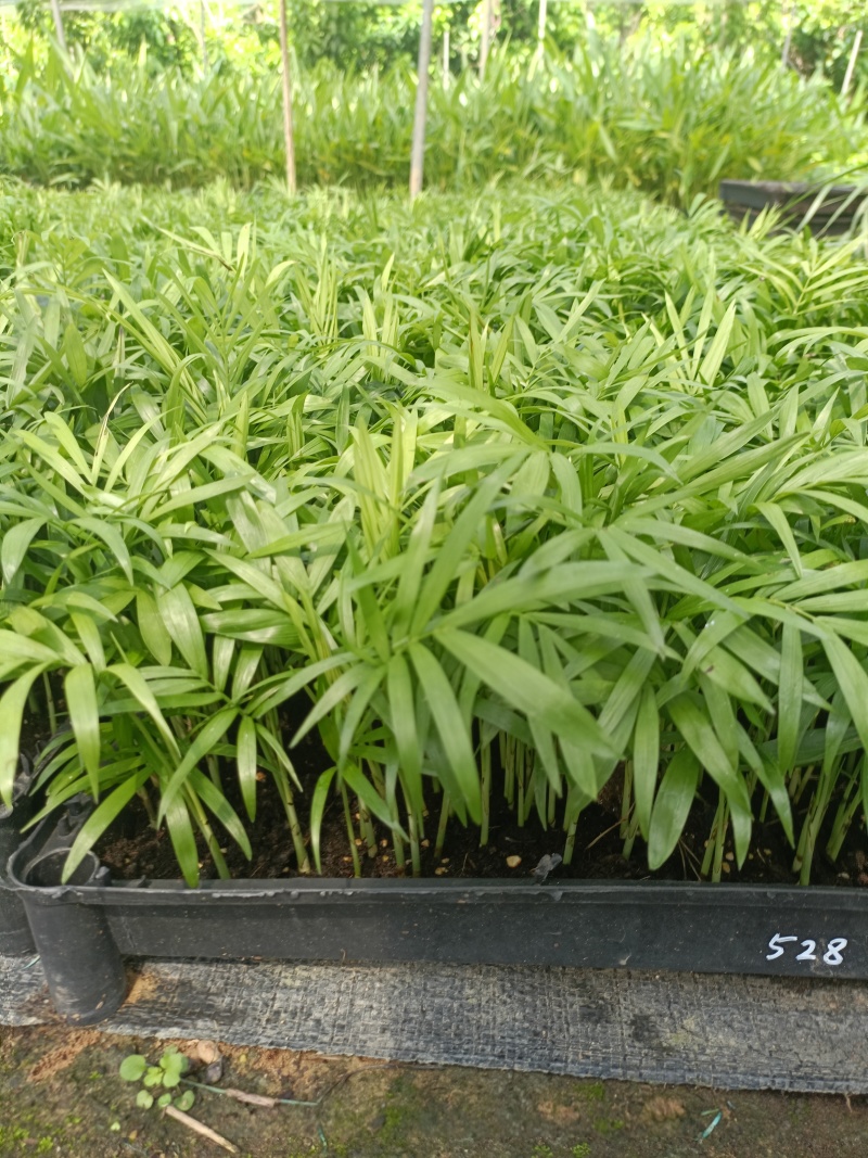 袖珍椰子苗盆栽花卉室内观叶植物四季常青绿植椰子树苗