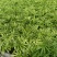 袖珍椰子苗盆栽花卉室内观叶植物四季常青绿植椰子树苗