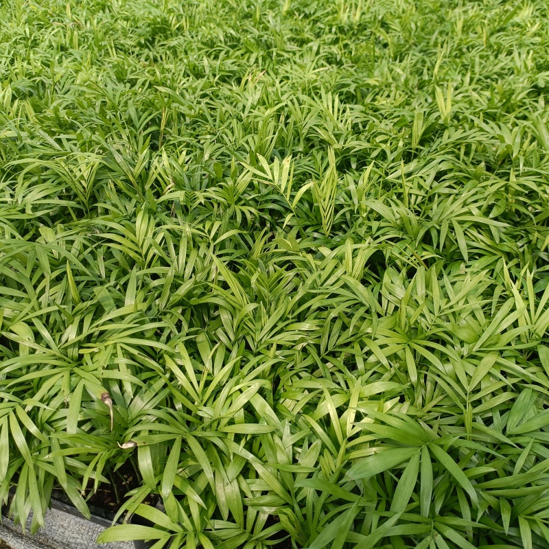 袖珍椰子苗盆栽花卉室内观叶植物四季常青绿植椰子树苗
