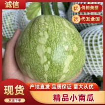 【实力供货】四川嫩南瓜小南瓜供货量1万斤左右欢迎订购
