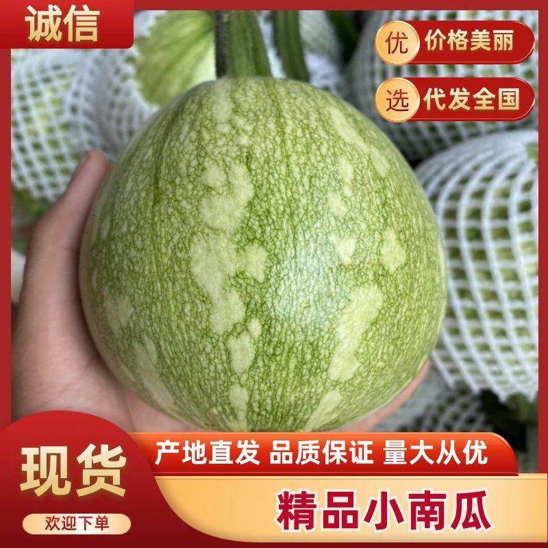 【实力供货】四川嫩南瓜小南瓜供货量1万斤左右欢迎订购
