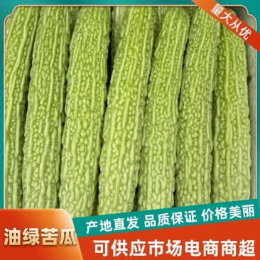 「实力供货」四川白苦瓜，青苦瓜，绿油苦瓜，产地直发。