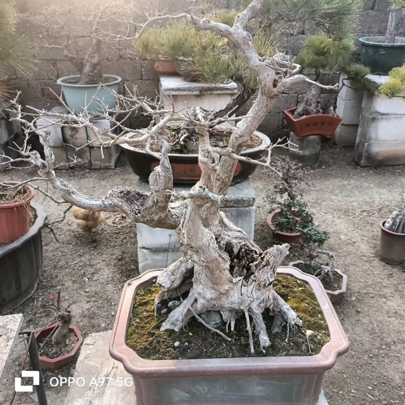 观赏类盆景黑松盆景苗场直发价格便宜品质保证规格全