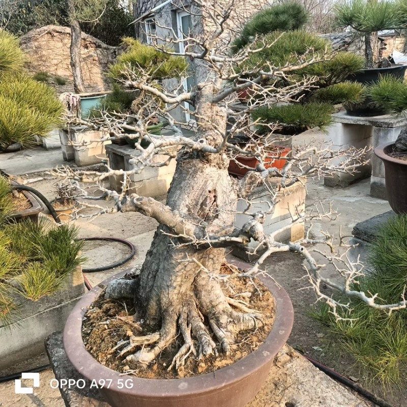 观赏类盆景黑松盆景苗场直发价格便宜品质保证规格全