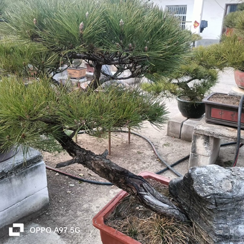 观赏类盆景黑松盆景苗场直发价格便宜品质保证规格全